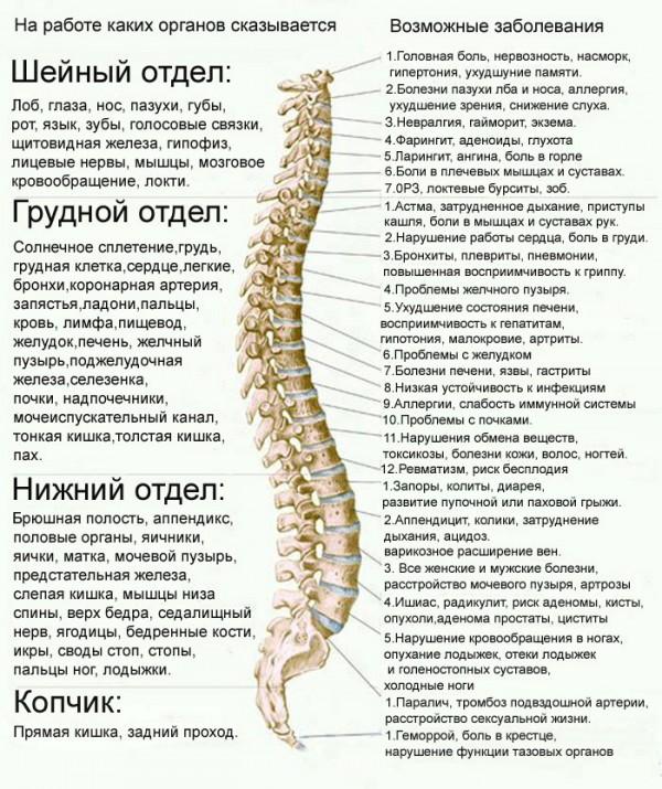 відділи хребта людини